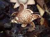 Geastrum hirsutum image