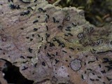 Opegrapha viridis image