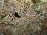 Opegrapha viridis image