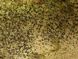 Opegrapha viridis image