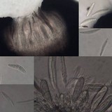 Opegrapha viridis image