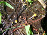 Sclerotinia veratri image