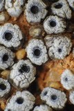 Acarospora thelococcoides image