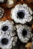 Acarospora thelococcoides image
