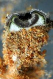 Acarospora thelococcoides image