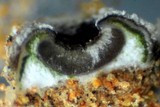 Acarospora thelococcoides image