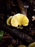 Cotylidia aurantiaca image