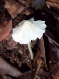 Image of Entoloma alboconicum