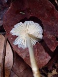 Entoloma alboconicum image
