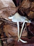Entoloma alboconicum image