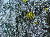 Candelaria concolor image