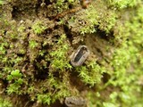 Helvella cupuliformis image