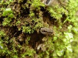 Helvella cupuliformis image