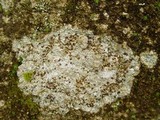 Clauzadea monticola image