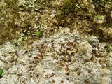 Clauzadea monticola image