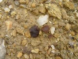 Discinella boudieri image