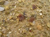 Discinella boudieri image