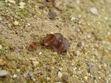 Discinella boudieri image