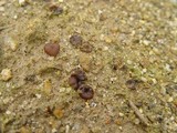 Discinella boudieri image