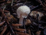 Alboleptonia adnatifolia image