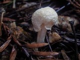 Alboleptonia adnatifolia image