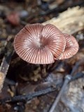 Panus similis image