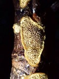 Flavodon flavus image