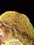 Flavodon flavus image
