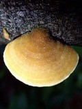 Funalia polyzona image