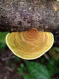 Funalia polyzona image