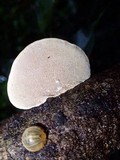 Funalia polyzona image