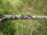 Buellia erubescens image