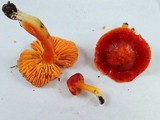 Hygrocybe splendidissima image