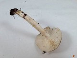 Hygrophorus agathosmus image