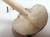Hygrophorus agathosmus image
