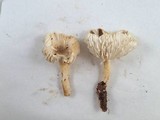 Hygrophorus agathosmus image