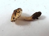 Hygrophorus roseobrunneus image
