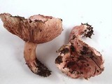 Hygrophorus russula image