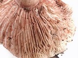 Hygrophorus russula image