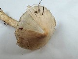 Inocybe sororia image