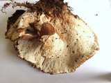 Jahnoporus hirtus image