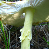 Amanita amerimuscaria image