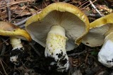 Floccularia albolanaripes image