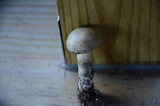 Boletus pallidus image