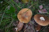 Gyroporus castaneus image