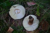 Gyroporus castaneus image
