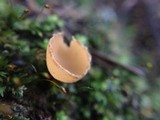 Geopyxis vulcanalis image