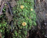 Geopyxis vulcanalis image