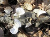 Poronidulus conchifer image