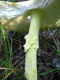 Amanita amerimuscaria image